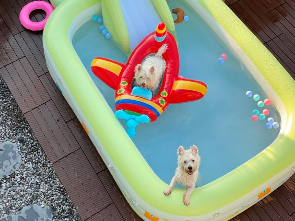 Les avantages du plaisir aquatique pour les chiens et la commodité des piscines gonflables